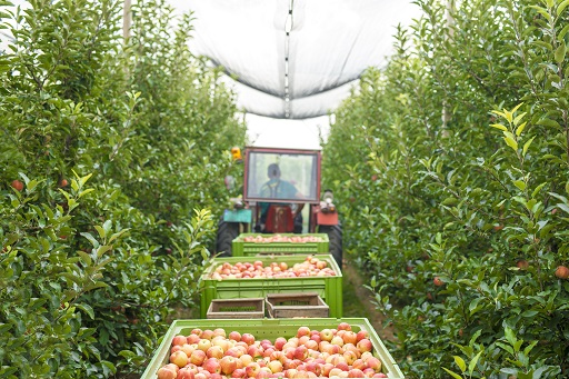 From Orchard to Plate The Journey of Eco-Apples in Sustainable Farming